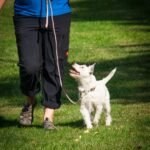 Golden Retriever – sympatyczny pies ?