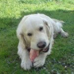 Retriever z Nowej Szkocji